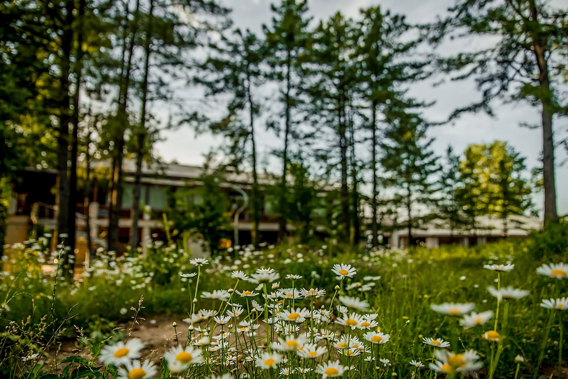 Garden Walk